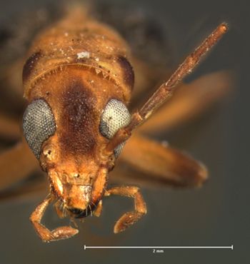 Media type: image;   Entomology 34058 Aspect: head frontal view